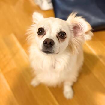 Mikrocosmos -  Chihuahua Dog for Adoption in New York, New York - Mikrocosmos | PetCurious