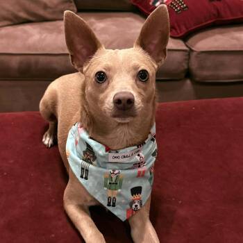 Chihuahua Dogs Available for Adoption - Remi | PetCurious