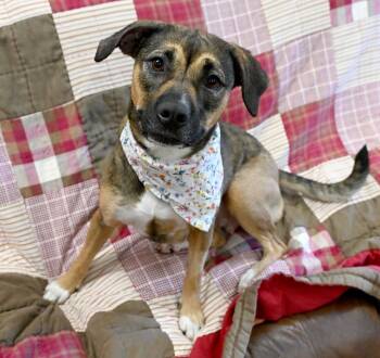 Taylor -  Pit Bull Terrier Dog for Adoption in Christiansburg, Virginia - Taylor | PetCurious