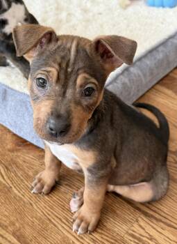 Australian Cattle Dog Blue Heeler Dogs Available for Adoption - Jewels 2026-54 | PetCurious