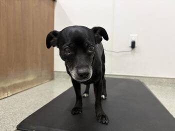 STEVIE -  Chihuahua and Mixed Breed Dog for Adoption in Loveland, Colorado - STEVIE | PetCurious