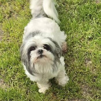 Sophie -  Maltese and Shih Tzu Dog for Adoption in Otisfield, Maine - Sophie | PetCurious