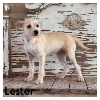 Lester -  Cairn Terrier Dog for Adoption in Carrollton, Texas - Lester | PetCurious