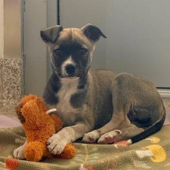 Rescue Shepherd and Pit Bull Terrier Dogs for Adoption in Torrey, Utah - Picante | PetCurious