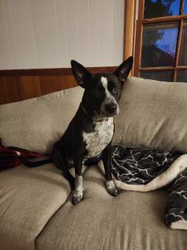 Rescue Australian Cattle Dog Blue Heeler Dogs for Adoption in Bremerton, Washington - Koda/Asher | PetCurious