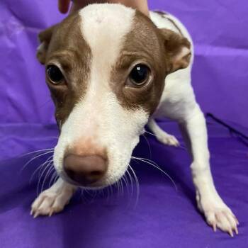 Chihuahua and Jack Russell Terrier Dogs Available for Adoption in North Myrtle Beach, South Carolina - Remi | PetCurious