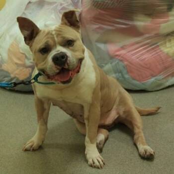Peppa Pig -  Pit Bull Terrier and Mixed Breed Dog for Adoption in Richmond, Virginia - Peppa Pig | PetCurious