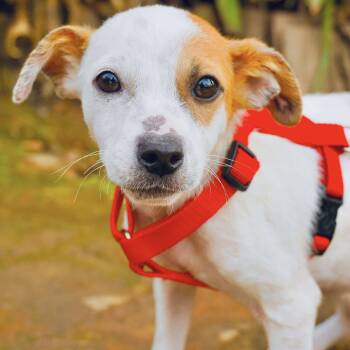 Rescue Jack Russell Terrier and Mixed Breed Dogs for Adoption in San Diego, California - Morris | PetCurious