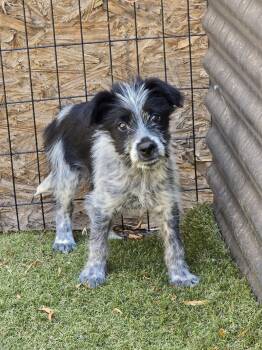 Border Collie and Cattle Dog Dogs Available for Adoption in Apache Junction, Arizona - Stewie | PetCurious