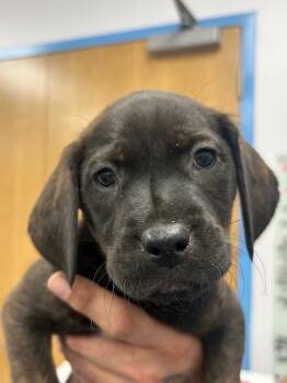 Rescue Hound and Pit Bull Terrier Dogs for Adoption in Hartsville, South Carolina - Brent | PetCurious