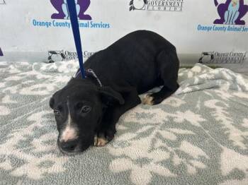 Labrador Retriever and Mixed Breed Dogs Available for Adoption - A591972 | PetCurious