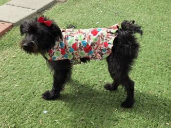 Kika -  Miniature Schnauzer and Scottish Terrier Dog for Adoption in Fallbrook, California - Kika | PetCurious