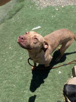 Caroline -  Pit Bull Terrier Dog for Adoption in Albemarle, North Carolina - Caroline | PetCurious