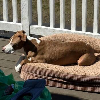 Abby -  Pointer and Pit Bull Terrier Dog for Adoption in Corvallis, Oregon - Abby | PetCurious