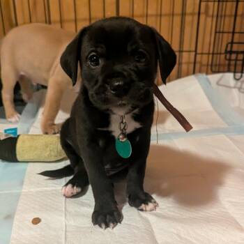 Fanta -  Mixed Breed Dog for Adoption in Buffalo, Minnesota - Fanta | PetCurious