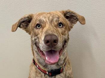 Simba -  Catahoula Leopard Dog and Rhodesian Ridgeback Dog for Adoption in Portland, Oregon - Simba | PetCurious