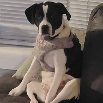 Rescue Boxer Dogs for Adoption in Egg Harbor City, New Jersey - Dixie | PetCurious