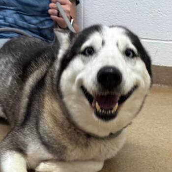 Husky Dogs Available for Adoption in Corpus Christi, Texas - Capri | PetCurious