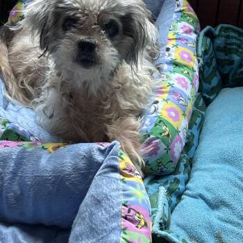 Charlie -  Shih Tzu Dog for Adoption in Sumter, South Carolina - Charlie | PetCurious
