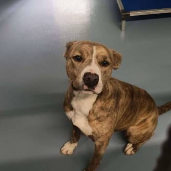 Rescue American Staffordshire Terrier Dogs for Adoption in Spring, Texas - Eenie | PetCurious