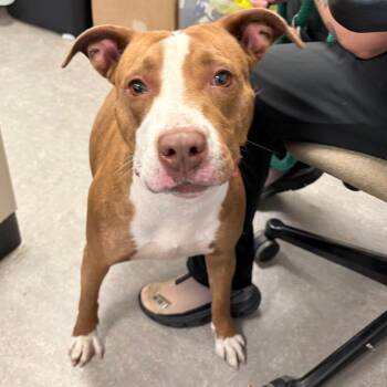 Zora -  Mixed Breed Dog for Adoption in Philadelphia, Pennsylvania - Zora | PetCurious