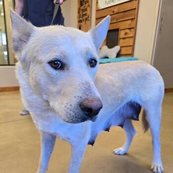 Alice -  Shepherd and Mixed Breed Dog for Adoption in Wickenburg, Arizona - Alice | PetCurious