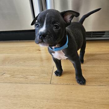 Rescue Retriever Dogs for Adoption in New York, New York - Biscuit | PetCurious