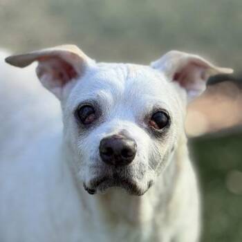 Chewy -  Chihuahua Dog for Adoption in Sacramento, California - Chewy | PetCurious