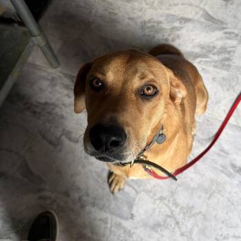 Duke -  Mixed Breed Dog for Adoption in Summerlee, West Virginia - Duke | PetCurious