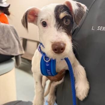 Pho -  Jack Russell Terrier Dog for Adoption in Westminster, California - Pho | PetCurious