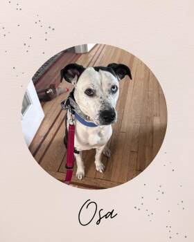 OSA -  Boxer Dog Available for Adoption in Coquitlam, British Columbia - OSA | PetCurious