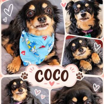 Coco -  Chihuahua Dog for Adoption in Clovis, California - Coco | PetCurious