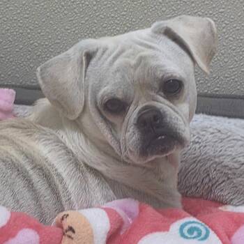 Bones - Chino Hills Location -  Pug and Mixed Breed Dog for Adoption in Chino Hills, California - Bones - Chino Hills Location | PetCurious