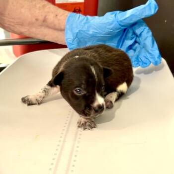 Helvus -  Pit Bull Terrier and Mixed Breed Dog for Adoption in Lake Jackson, Texas - Helvus | PetCurious