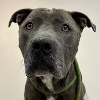 Rescue Mixed Breed Dogs for Adoption in Vineland, New Jersey - Bub | PetCurious