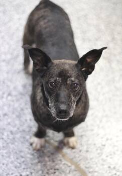 Yobel in NH. Come Meet our Adoptable Dogs Wednesday-Saturday. Mo -  Chihuahua Dog for Adoption in Manchester, New Hampshire - Yobel In NH. Come Meet Our Adoptable Dogs Wednesday-Saturday. Mo | PetCurious