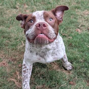 Romeo -  Pit Bull Terrier and Boxer Dog for Adoption in Durham, North Carolina - Romeo | PetCurious