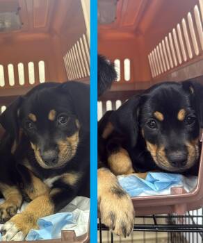 Beans -  Chihuahua and Beagle Dog for Adoption in Orlando, Florida - Beans | PetCurious