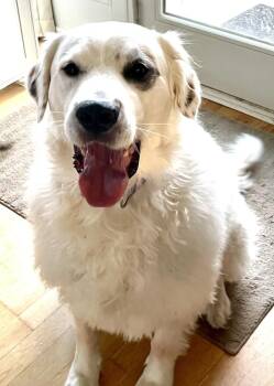 Great Pyrenees Dogs Available for Adoption in Chicago, Illinois - Jax | PetCurious