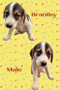 Brantley -  Labrador Retriever Dog for Adoption in Manchester, Connecticut - Brantley | PetCurious