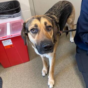 Wasp -  Golden Retriever and German Shepherd Dog Dog for Adoption in Council Bluffs, Iowa - Wasp | PetCurious