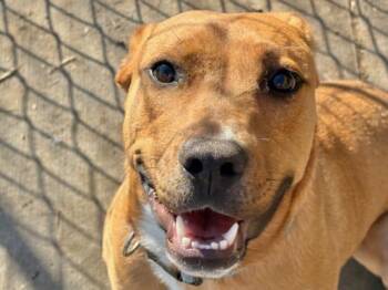 Pit Bull Terrier and Mixed Breed Dogs Available for Adoption - ROMULUS | PetCurious