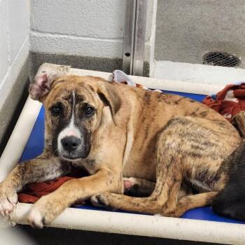 Hound and Mixed Breed Dogs Available for Adoption - BARNEY | PetCurious