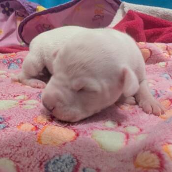 Prairie Dawn -  Terrier Dog for Adoption in Jasper, Indiana - Prairie Dawn | PetCurious