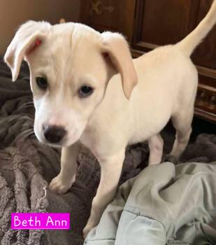 Beth Ann -  Husky Dog for Adoption in Alexander, Arkansas - Beth Ann | PetCurious