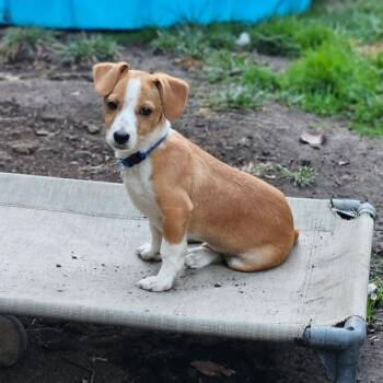 Butternut -  Dachshund and Corgi Dog for Adoption in Lafayette, California - Butternut | PetCurious