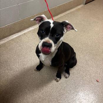 Pit Bull Terrier Dogs Available for Adoption in Bristol, Indiana - Hambone | PetCurious