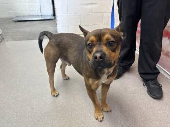 Pit Bull Terrier and Mixed Breed Dogs Available for Adoption in San Bernardino, California - RON SWANSON | PetCurious