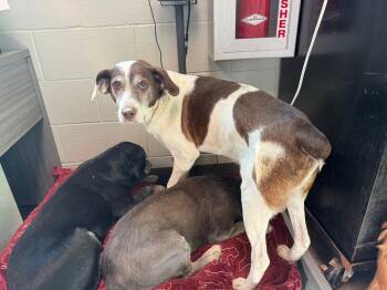 Rescue Mixed Breed Dogs for Adoption in Watertown, Wisconsin - Jake | PetCurious