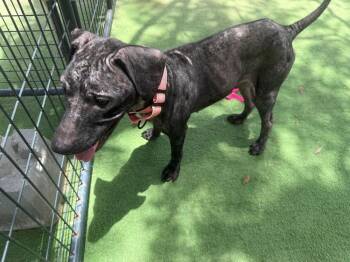 American Bulldog Dogs Available for Adoption in Lakeland, Florida - Tate | PetCurious